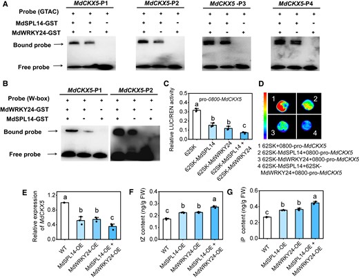 MdSPL14 and MdWRKY24 act coordinately to regulate CK levels by repressing MdCKX5 expression. A, B) EMSA indicating that the addition of MdSPL14 and MdWRKY24 enhances binding to biotin-labeled oligonucleotides of MdCKX5, respectively. C) LUC assay indicating that the coexpression of MdSPL14 and MdWRKY24 enhances the transcriptional repression activity of MdSPL14 and MdWRKY24 on MdCKX5 in apple calli. D) Relative LUC/REN activity of apple calli coexpressing MdSPL14, MdWRKY24, and proMdCKX5. Data are means ± Sd (n = 3). E to G) The relative expression levels of MdCKX5, and tZ and iP content in response to MdSPL14-OE, MdWRKY24-OE, and MdSPL14-OE + MdWRKY24-OE via agroinfiltration to leaves, with empty vector as control. WT, wild type; OE, overexpressing; FW, fresh weight. Data are means ± Sd (n = 3). Values with different letters are significantly different according to 1-way ANOVA followed by Tukey's test (P < 0.05).