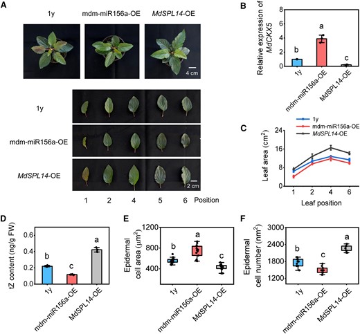 Mdm-miR156a and MdSPL14 are involved in the CK-dependent regulation of leaf size in apple. A) The phenotypes of mdm-miR156a-OE/MdSPL14-OE apple plants in the background of 1y plants. OE, overexpressing. B) Relative expression levels of MdCKX5 in roots. C) Leaf area. D) Endogenous tZ content in leaves. FW, fresh weight. Data are means ± Sd (n = 3). E, F) The area and number of adaxial epidermal cells. Data are means ± Sd (n = 10). Values with different letters are significantly different according to 1-way ANOVA followed by Tukey's test (P < 0.05).