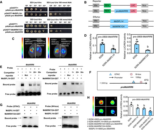 MdSPL14–MdWRKY24 module directly represses MdARR6 expression. A) Y1H assay showing that MdSPL14 and MdWRKY24 can bind to the MdARR6 promoter in yeast cells, respectively. B) Schematic diagram of the constructed reporter and effector vectors. C, D) LUC assay indicating that MdSPL14 and MdWRKY24 inhibit MdARR6 promoter activity in N. benthamiana, respectively. Data are means ± Sd (n = 3). Values with different letters are significantly different according to 1-way ANOVA followed by Tukey's test (P < 0.05). E) EMSA assay confirming that MdSPL14 and MdWRKY24 bind to the MdCKX5 promoter in vitro, respectively. F)MdARR6 promoter sequence analysis reveals the presence of GTAC and W-box-binding elements. G) EMSA assay showing that the addition of MdSPL14 and MdWRKY24 enhances binding to the biotin-labeled oligonucleotides of MdARR6, respectively. H) LUC assay showing that the coexpression of MdSPL14 and MdWRKY24 enhances inhibition of the MdARR6 promoter in apple calli, respectively.