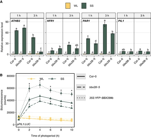 BBX28 promotes the expression of shade-responsive genes. A) Transcript levels of ATHB2, HFR1, PAR1, and PIL1 genes were determined in Col-0 and bbx28-5 seedlings grown in a short-day photoperiod (L10:D14) at 22 °C for 2 d and maintained in white light (WL) or transferred to simulated shade (SS) treatment for 1 h or 3 h. Expression levels are relative to UBQ10 and normalized to the gene expression of Col-0 in WL at 1 h. Data represent the mean of three biological replicates and standard deviation. Different letters indicate significantly different means obtained by three-way-ANOVA followed by the post-hoc Tukey's HSD (P < 0.05). B) Time course analysis of pPIL1:LUC activity in Col-0, bbx28-5, and 35S:YFP-BBX28#b seedlings grown in a short-day photoperiod (L10:D14) at 22 °C for 2 and maintained in white light (WL) or transferred to simulated shade (SS) treatment during 10 h. Measurements were taken every 2 h (n = 64). Asterisks indicate that the difference is statistically significant with Col-0 at the same time point and light treatment obtained by a three-way ANOVA followed by a post-hoc test (Bonferroni correction, P < 0.05).