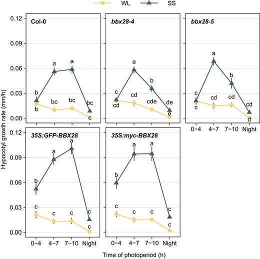 BBX28 sustains the growth rate to the end of the photoperiod under shade. Time course analysis of hypocotyl growth rate in Col-0, bbx28-4, bbx28-5, 35S:GFP-BBX28, and 35S:myc-BBX28 seedlings grown in a short-day photoperiod (L10:D14) at 22 °C for 2 d and maintained in white light (WL) or transferred to simulated shade (SS) treatment for 1 d. Measurements were taken at the beginning and at the end of each time interval between 0 and 4 h, 4 and 7 h, 7 and 10 h, and 10 and 24 h to calculate the hypocotyl growth rate (mm/h). Data represent mean (n > 32) and standard deviation. Different letters indicate significantly different means obtained by two-way-ANOVA followed by the post-hoc Tukey's HSD (P < 0.05).