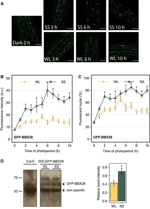 BBX28 protein accumulates in nuclei in response to shade. BBX28 protein abundance in 35S:GFP-BBX28 seedlings grown in a short-day photoperiod (L10:D14) at 22 °C for 2 d and maintained in white light (WL) or transferred to simulated shade (SS) for 10 h. A) Representative confocal images showing hypocotyl epidermal cells. The GFP signal is shown in green, and magenta represents the chlorophyll. Scale bars: 40 μm. B) Mean fluorescence intensity, and C) percentage of fluorescence nuclei. Data represent the mean and standard deviation. Measures were taken every hour of photoperiod (n = 9). Asterisks indicate that the difference is statistically significant compared to white light (WL) at the same time point by a two-way ANOVA followed by a post-hoc test (Bonferroni correction, P < 0.05). D) Immunoblot analysis of GFP-BBX28 in seedlings grown as indicated in (A) and kept under WL or SS during 6 h. The BBX28 band and the non-specific band, which was used as a loading control, are indicated. Position of the marker with known molecular weight are indicated on the left. The GFP-BBX28 protein levels are also showed as the intensity band relative to the loading control under WL and SS. Data represent the mean of four biological replicates and standard deviation. The asterisk indicates that the difference is statistically significant compared to the WL treatment by a one-way ANOVA (P < 0.05).