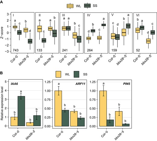 BBX28 regulated transcriptome under shade. A) RNA-Seq experiment performed in Col-0 and bbx28-5 seedlings grown in a short-day photoperiod (L10:D14) at 22 °C for 2 and maintained in white light (WL) or transferred to simulated shade (SS) for 4 h. Mean normalized expression data (Z-score) of genes for the 6 clusters that group BBX28 regulated genes depending on their expression pattern. The number of each cluster is indicated with a roman number. The boxplots show the median as a solid line, the hinges representing the 25th and 75th percentiles, and the whiskers that extend up to a maximum of 1.5 times the interquartile range from the hinges. Different letters indicate significant differences between means by two-way ANOVA and Tukey post-hoc test (P < 0.05). B)IAA6, ARF11, and PIN5 gene expression in Col-0 and bbx28-5 seedlings grown as in (A). Gene expression is relative to UBQ10 and normalized to the expression of Col-0 under WL. Data represent the mean of three biological replicates and standard deviation. Different letters indicate significant differences between means by two-way ANOVA and Tukey post-hoc test (P < 0.05).