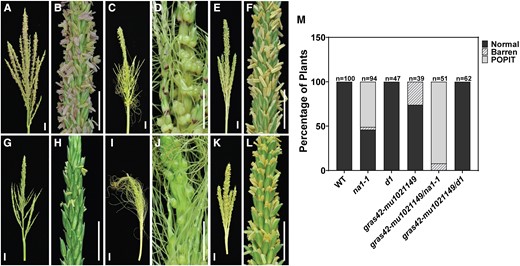 Tassel phenotype in single and double mutants. A–B) WT (gras42-mu1021149/+); C–D)na1-1; E–F)d1; G–H)gras42-mu1021149; I–J)gras42-mu1021149/na1-1; K–L)gras42-mu1021149/d1. Scale bars = 2 cm; M) Percentage of plants showing normal, barren tassels and presence of pistil in tassel (POPIT) phenotypes in WT and mutants (n = number of plants).