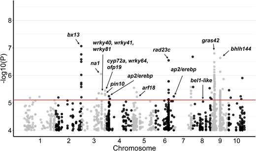 Manhattan plot for eGWAS of gras42 expression in 296 maize diverse lines. The dots represent SNPs associated with gras42 gene expression. Red line is the P-value (P) threshold selected to identify significant associations. The black arrows highlight selected potential candidate genes of interest.