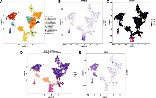 Uniform manifold approximation and projection (UMAP) plots for expression in published single-cell transcriptomic data (Satterlee et al. 2020). A) Clusters of cells for different cell types. UMAP identified 13 clusters numbered from 0 to 12 and coded by different colors; B) Expression of gras42 in cell clusters; C) Density plot for gras42;D) Cell cycle phases assessed by gene co-expression; E) Expression of ocl4 in cell clusters.