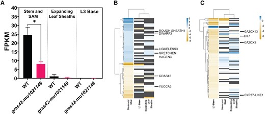 Transcriptomic analysis of gras42-mu1021149 vs WT (gras42-mu1021149/+). A) Expression levels (FPKM) of gras42 gene in WT (gras42-mu1021149/+) and gras42-mu1021149 as detected from RNA sequencing in three tissues: stem and shoot apical meristem (SAM), expanding leaf sheaths and base of third leaf (L3 base). Error bars are ± SD, n = 3. Asterisk indicates significant difference between WT and gras42-mu1021149 determined by Student's t-test (* = P < 0.05); B) Heatmap showing log2 fold change of 58 genes differentially expressed in gras42-mu1021149 stem and SAM tissue across the three tissue types. Blue color indicates genes induced in gras42-mu1021149, and gold color represents genes repressed in gras42-mu1021149 vs WT. Dark gray color represents the genes that were not present in the specific tissue; C) Heatmap showing log2 fold change of 85 genes differentially expressed in gras42-mu1021149 L3 base compared to wild type across the three tissue types.