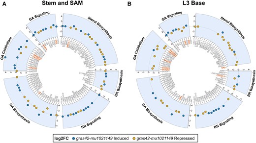 Expression of brassinosteroid (BR) and gibberellin (GA) biosynthetic and core signaling genes in maize gras42-mu1021149 mutant. Circle plots showing log2 fold change of BR and GA pathway genes in gras42-mu1021149 mutant in A) stem and shoot apical meristem (SAM) and B) base of third leaf (L3 base). Blue dots indicate genes induced in gras42-mu1021149 as compared to WT and gold dots indicate genes repressed in gras42-mu1021149. The genes highlighted in red were significant at unadjusted P-value (P ≤ 0.05) from DEG analysis. The genes in gray were not significant in DEG analysis at P ≤ 0.05.