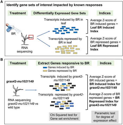 Schematic for Index calculation. A) The first step is to identify the gene sets impacted by known responses. In this example, genes differentially expressed in leaf tissue upon brassinosteroid (BR) treatment formed the two BR-responsive gene sets. Genes with increased transcripts in BR-treated samples were referred to as leaf BR-induced genes and those with decreased transcript counts after BR treatment were referred to as leaf BR-repressed genes. A z-score was calculated for each gene in the two (mock-treated and BR-treated) samples. Average of the z-scores for all the genes enhanced by BR treatment gives a single value (Leaf BR-induced index) that reports positive response to excess BR. Likewise, Leaf BR-repressed index summarizes the decreased expression in response to excess BR. B) Expression patterns of BR-responsive gene sets identified above were analyzed in gras42-mu1021149 to assess the status of BR signaling in gras42-mu1021149. The counts of BR-induced transcripts (and BR-repressed transcripts) enhanced or repressed by gras42-mu1021149 were analyzed by chi-square test. The z-scores of leaf BR-responsive genes were calculated from the normalized counts in WT and gras42-mu1021149. The average of z-scores for each gene set in gras42-mu1021149 resulted in index values that summarize BR response in gras42-mu1021149.