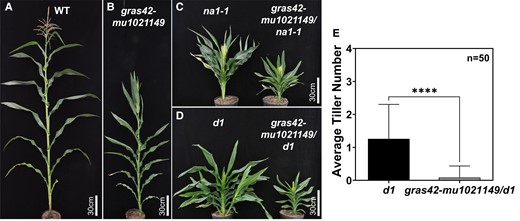 Phenotype of single and double mutants. A) Plant height of mature wild type (gras42-mu1021149/+) gras42-mu1021149 homozygote; B) Plant height of na1-1 and gras42-mu1021149/na1-1 double mutant; C) Plant height and tillers of d1 and gras42-mu1021149/d1 double mutant; D) Average number of tillers in d1 and gras42-mu1021149/d1 double mutant. Error bars are ± SD. Asterisks represents a significant difference between d1 and gras42-mu1021149/d1 determined by student's t-test. (**** = P < 0.0001).