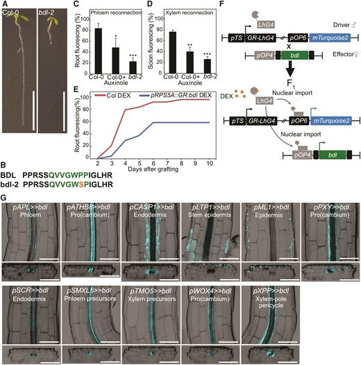 bdl-2 blocks graft formation and is useful in a cell-specific misexpression system. A and B)bdl auxin resistance phenotype is caused by a point mutation resulting in a proline 74 to serine amino acid change in the conserved degradation domain. Scale bar is 1 cm. C and D) Proportion of grafted Arabidopsis that transported carboxyfluorescein diacetate (CFDA) to the rootstock at 4 d after grafting (DAG) (C), or to the scion at 6 DAG (D), 3 to 4 replicates, each with 8 to 16 plants for each grafted genotype or treatment. 30 μM auxinole was used. Values represent mean ± SD. *P < 0.05; **P < 0.01; ***P < 0.001; Student's t-test compared to mock controls. E)pSUC2::GFP scion grafted to Col-0 or GR:bdl upon dexamethasone (DEX) treatment. Two replicates with 12 plants per time point per treatment. F) The design of inducible cell-type specific expression system. The bdl effector line was crossed with driver lines expressing a synthetic transcription factor GR-LhG under various tissue-specific promoters (pTS). In the resulting F1 seedlings, GR-LhG drives the expression of bdl as well as the mTurquoise2 reporter when induced by DEX. G) Validation of tissue-specific expression of bdl in the targeted tissues by confocal imaging and detection of mTurquoise2 signals in the hypocotyl of 7-d-old seedlings. The images presented as longitudinal (top panels) and transverse (bottom panels) optical sections spanning through outer to inner tissue layers. The LUT for the calcofluor white signal, which marked the cell boundary, was modified to an inverted LUT in the Fiji software for better contrast. Scale bar is 100 μm.