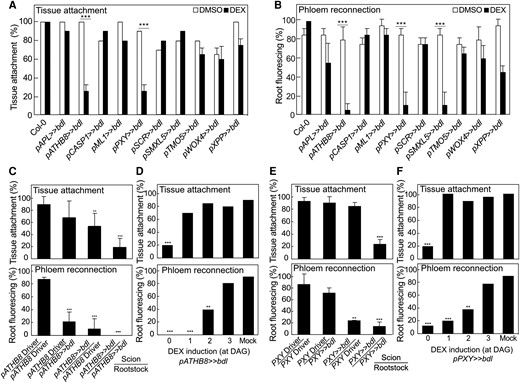 Perturbing auxin responses in the procambium inhibits successful graft formation. A) Proportion of grafts attached in transgenic Arabidopsis misexpressing bdl at 5 d after grafting (DAG). B) Proportion of grafted transgenic Arabidopsis that transported carboxyfluorescein diacetate (CFDA) to rootstocks at 5 DAG. C and E) Proportion of dexamethasone (DEX)-treated and grafted pATHB8>>bdl(C) or pPXY>>bdl(E) to the respective driver lines that attached or transported CFDA. The homo- and hetero-graft combinations are indicated. All plants were sampled at 5 DAG. D and F) Proportion of grafts attached or that transported CFDA to the rootstock of grafted pATHB8>>bdl(D) or pPXY>>bdl(F). DEX was applied at indicated time points. Plants were sampled at 5 DAG. A to F)n = 20 to 30 per treatment. Values represent mean ± SD. *P < 0.05; **P < 0.01; ***P < 0.001; Fisher's exact test compared to mock or driver controls.