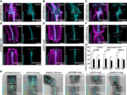 Auxin response is important for cambial expansion and cell divisions. Longitudinal optical sections of dexamethasone (DEX)-treated grafted hypocotyl driver lines (A to C) and bdl misexpression (D to F) at 5 d after grafting (DAG). A to F) Genotypes are indicated and white asterisks indicate expanding cortex and epidermal cells. White arrow heads indicate vascular connection in the graft junction. Dashed lines indicate the cut site; scale bars = 100 µm. G) Vascular diameter including pericycle, cambium, xylem, and phloem of grafted scion or rootstock (RS) of indicated genotype at 5 DAG, 100 µm from the cut surface (mean ± SD; n = 11 to 16 plants per genotype. *P < 0.05; **P < 0.01; ***P < 0.001; Student's t-test compared to driver lines). H) 5-Ethynyl-2′-deoxyuridine (EdU) staining detecting DNA replication at graft junctions of plants expressing bdl in various cell types at 3 DAG. The genotypes are indicated. Dashed lines indicate the cut site; scale bars = 100 µm.