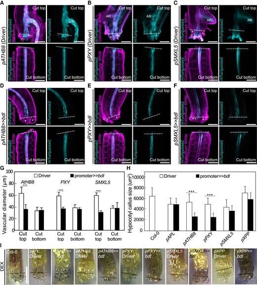 Auxin responses in cambium are required for tissue expansion and callus formation. Longitudinal optical sections of dexamethasone (DEX)-treated and cut but ungrafted hypocotyl driver lines (A to C) and bdl misexpression lines 5 d after cutting (D to F). The genotypes are indicated. White asterisks indicate expanding cortex and epidermal cells. AR, adventitious root. Dashed lines indicate the cut site; bars = 100 µm. G) Vascular diameter including pericycle, cambium, xylem, and phloem of cut but ungrafted plants of indicated genotype, 100 µm from the cut surface (mean ± SD; n = 15 to 18 plants per genotype. *P < 0.05; **P < 0.01; ***P < 0.001; Student's t-test compared to driver lines). All plants were sampled at 5 d after cutting. H) Hypocotyl callus size from selected genotypes 5 d after cutting. Mean ± SD, n = 20 to 22 hypocotyl per genotype and treatment. *P < 0.05; **P < 0.01; ***P < 0.001; Student's t-test compared to mock controls. I) Callus formation from hypocotyls of cut but ungrafted driver lines or bdl lines treated with DEX. Scale bars = 500 µm. Dashed lines indicate the cut site.