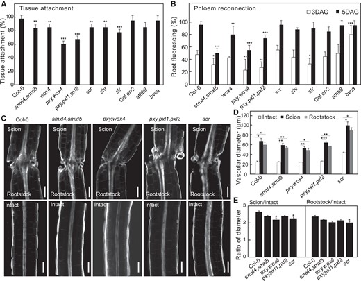 Cambial mutants are impaired in tissue attachment and phloem reconnection. A) Tissue attachment in wildtype and mutant Arabidopsis 2 d after grafting (DAG) (mean ± SD; n = 8 to 20 plants per replicate per genotype; *P< 0.05, **P < 0.01, ***P < 0.001, Fisher's exact test compared to wildtype). B) Phloem reconnection in wildtype and mutant Arabidopsis 3 and 5 DAG (mean ± SD; n = 8 to 20 plants per replicate per genotype; *P < 0.05, **P < 0.01, ***P < 0.001, Fisher's exact test compared to wildtype). C) Longitudinal optical sections of grafted or intact Arabidopsis 7 DAG. Scale bar is 100 µm. D and E) Vascular diameters in wildtype and mutant Arabidopsis 7 DAG measured 50 µm from the cut site. Measurements include pericycle, cambium, xylem, and phloem. Diameter ratios were calculated by dividing scion or rootstock diameter by the intact diameter of the same genotype (mean ± SD; n = 9 to 13 plants per replicate per genotype; *P < 0.05, **P < 0.01, ***P < 0.001, one-way ANOVA followed Tukey HSD test compared to intact (D) or compared to Col-0 (E)).