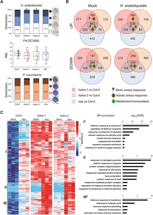 Phenotypical and transcriptional characterization of m6A deposition mutants. A) Basal resistance phenotype of hakai-1, hakai-2, and mta mutants against different pathogens. Top graph shows distribution of infection classes for Hpa-treated leaves from each genotype, ranging from least infected (white), to most infected (black, examples shown on the right. Scale bar = 3 mm). Statistically significant differences in Hpa leaf colonization between Wt and mutants were assessed by χ2 test (n = 150+). Middle graph shows quantification of relative bioluminescence (RBL) from transgenic Pst colonization (x indicates mean RBL for each genotype; center line indicates median, with lower and upper quartiles below and above; uppermost and lowermost whiskers points indicate maximum and minimum RBL values, respectively). Statistically significant differences in Pst colonization between each mutant and Wt were assessed by 2-tailed Student's t-test (n = 20+). Bottom graph shows distribution of severity of necrotic lesions for Pc drop-inoculated leaves, ranging from no lesion (white) to completely necrotized leaves (black, examples shown on the right. Scale bar = 3 mm). Statistically significant differences in Pc necrotic lesion category distribution between Wt and mutants were assessed by χ2 test (n = 35+). Asterisks indicate P < 0.05. Images were digitally extracted for comparison. B) Distribution and overlaps of up- or downregulated DEGs in m6A deposition mutants. Each circle represents DEGs in pairwise comparisons between the indicated mutant and Wt at the appropriate condition (Mock of Hpa). Comprehensive list of enriched BP terms is provided in Supplementary File 1. C) Hierarchical clustering (Ward's method) of Hpa-inducible genes in Wt seedlings showing differential induction in both hakai mutants. For each cluster (I to III), GO terms enrichments for BP are shown on the right. Asterisks indicate clusters that contain additional GO terms not related to basal defenses (full list provided in Supplementary File 1).