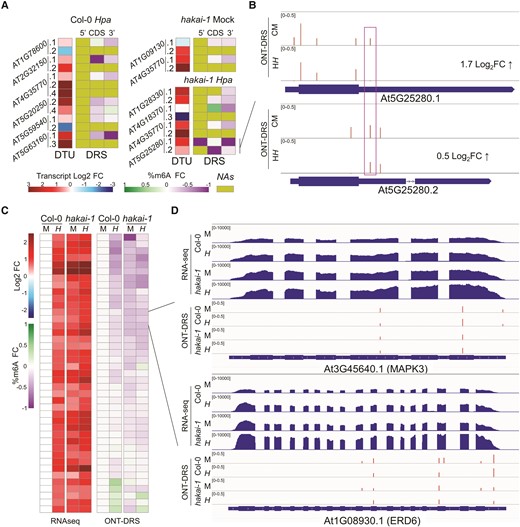 Gene-specific epitranscriptomic regulation of alternative splicing and mRNA accumulation. A) Correlation between DTU and m6A changes at selected genes. DTU heatmap displays log2-fold changes in isoform expression; DRS heatmap shows fold changes in m6A percentage across transcript region of each isoform (NA, no data available). B) Example of transcript-specific m6A changes for differentially spliced At5G25280.1 and At5G25280.2 isoforms in Hpa-treated hakai-1 vs Mock-treated Wt. ONT-DRS tracks display m6A percentages at identified m6A sites (bars). C) Correlation between transcriptional changes and m6A changes of 41 candidate genes. RNA-seq heatmap displays log2-fold changes in gene expression; ONT-DRS heatmap shows fold changes in m6A percentage averaged across each transcript. D) Browser view of representative candidates MAPK3 and ERD6 (with corresponding heatmap cells indicated in Fig. 1C). RNA-seq tracks display normalized read coverages; ONT-DRS tracks display m6A percentages at identified m6A sites (red bars). C, Col-0; h, hakai-1; M, Mock treatment; H, Hpa treatment.