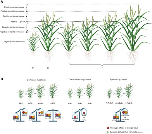 Degree of dominance and 3 classical genetic hypotheses underlying heterosis. A) The schematic diagram demonstrates the degree of dominance by rice plant height. P1 and P2 represent the genotypic values of 2 homozygous genotypes, and F1 represents the genotypic value of the heterozygous genotype. When the genotypic value of the heterozygous genotype equals the mean of 2 homozygous genotypes, the heterozygote represents an additive effect; when the genotypic value of the heterozygous genotype is greater than the mean of 2 homozygous genotypes but less than that of the homozygous genotype with an increasing effect (P2 here), the heterozygote is considered to be positive partial dominant, whereas if it is less than the mean of 2 homozygous genotypes but greater than that of the homozygous genotype with a decreasing effect (P1 here), the heterozygote shows a negative partial-dominance effect; when the genotypic value of the heterozygous genotype equals that of the homozygous genotype with an increasing effect, the heterozygote represents a positive complete-dominance effect, whereas if it equals that of the homozygous genotype with a decreasing effect, the heterozygote is considered to be negative complete dominant; when the genotypic value of the heterozygous genotype is greater than that of the homozygous genotype with an increasing effect, the heterozygote represents a positive overdominance effect, whereas if it is lower than that of the homozygous genotype with a decreasing effect, the heterozygote is regarded to have a negative overdominance effect. B) The schematic diagram depicts dominance, overdominance, and epistasis hypotheses with plant heights (upper) and genotypic effects (lower). The circle represents the genotypic effect of a single locus, and the triangle represents the epistasis effect between 2 nonallelic loci. Created with BioRender.com.