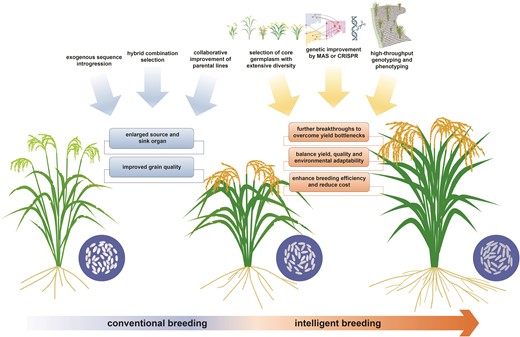 The traditional practices for improvement breeding and the modern methodologies for intelligent breeding.
