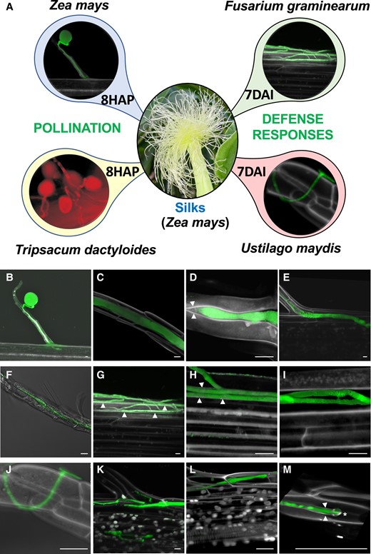 Invasion of papilla hair cells and silks of maize by own and alien pollen tubes as well as by 2 different fungi. A) Experimental setup: maize silks were pollinated with Z. mays B73 (self-pollination) and T. dactyloides (incompatible pollination), respectively, and samples collected at 8HAP. Additionally, silks of maize plants were infected with the facultative hemibiotrophic pathogen F. graminearum and the biotrophic pathogen U. maydis. Samples were collected at 7DAI. B) to E) A GFP-labeled maize pollen tube germinated at the apex of a papilla hair cell structure and grows through the papilla (B) in the intercellular space between hair cells (C) while pushing hair cells apart (D) and growing straight inside the silk intracellularly toward the transmitting tract (right) after reaching into the bottom of the hair cell structure (E). Arrowheads indicate cell walls. F) to I) GFP-expressing F. graminearum hyphae invade silks either after penetration of papilla hairs and intercellular growth like pollen tubes (F) or after initial growth at the silk surface (G). Growth inside the silk occurs first intercellular by pushing cell walls apart (H) before cells are penetrated and die (I) Arrowheads indicate cell walls. J) to M) GFP-labeled U. maydis growth through the silk “ignoring” cell walls. An appressorium is visible at the surface of a papilla hair (J) and further fungal growth occurs intracellularly (K and L) Cell wall material is always detectable surrounding intracellular growing fungal hyphae (M) The tip of hyphae is marked by an asterisk. The white color in all images results from propidium iodide counterstaining. Bars: 10 μm.