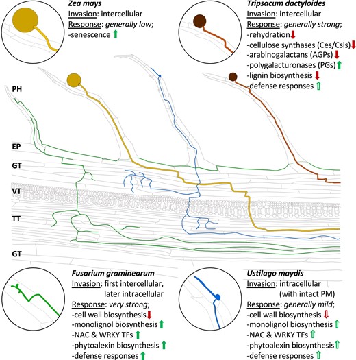 Summary of invasion pattern and major transcriptional responses of maize silks to own and alien pollen tubes as well as to 2 different types of fungi. Ocher, own maize pollen tubes; brown, alien T. dactyloides pollen tubes; green, F. graminearum; and blue, U. maydis hyphae. Enlargements show germinated pollen (left) and fungal spores/conidia (right). PH, papilla hair cell; EP, epidermis; GT, ground tissue; VT, vascular tissue; TT, transmitting track. Green arrows represent upregulation. Red arrows depict downregulation. Solid arrows indicate strong response. Unfilled arrows show mild response.
