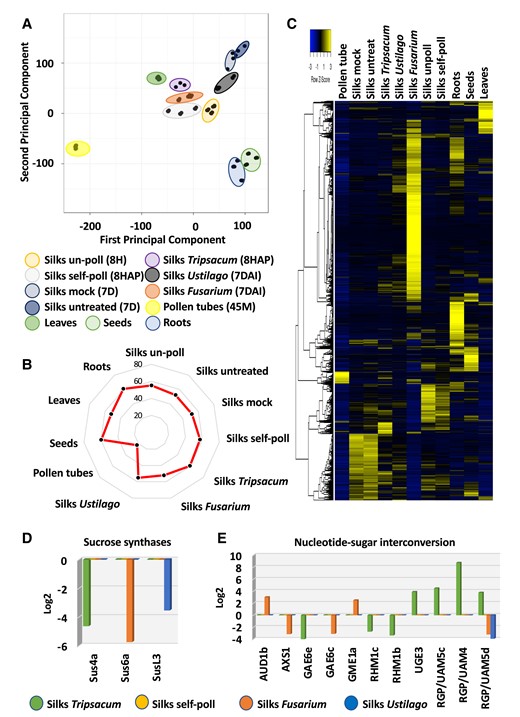 Transcriptome relationships between pollinated and infected maize silks. A) PCA of RNA-seq data from the 11 tissue samples used in this study (see Supplementary Table S1 for sample overview). Three biological replicates were used for each sample that include various pollinated, infected, and control samples as indicated. B) Radar (spider) chart displaying the percentage of transcripts from the maize genome expressed in each tissue. C) Heat map of the whole maize genome in response to self-pollination, incompatible pollination, and fungal infection. D) Genes involved in sucrose synthase and E) nucleotide sugar interconversion are strongly regulated after invasion of foreign pollen tubes and fungal hyphae, respectively.