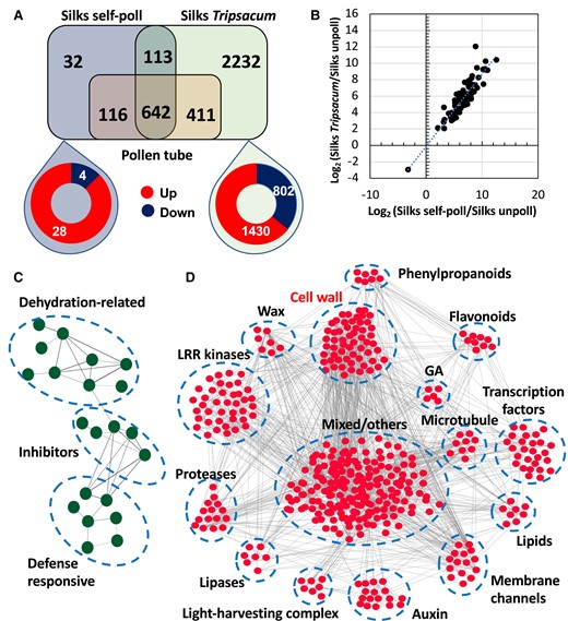 Comparison of transcriptional response in maize silks after compatible and incompatible pollination. A) Comparison of DEGs between self-pollinated (compatible) and T. dactyloides pollinated (incompatible) silks. The pollen tube transcriptome was included as a control to identify silk-responsive genes to pollination. B) Scatter plot representing log2 (fold change expression) for common DEGs in self-pollinated maize (x axis) vs. maize pollinated with T. dactyloides (y axis). Network analysis of downregulated DEGs after C) compatible and D) incompatible pollination of maize silks, respectively.