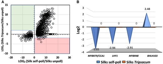 Self-pollination alters expression of senescence-associated transcription factor genes in maize silks. A) Self and incompatible pollination induce large transcriptional expression as showed in the scatter plot representing the log2 (fold change expression) for all DEGs in self-pollinated maize (x axis) vs. maize silks pollinated with T. dactyloides (y axis). B) Fold change expression changes of senescence-associated transcription factor genes.