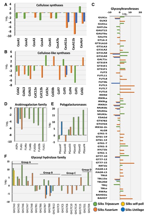 In contrast to self-pollination, incompatible pollination and fungal invasion alter cell wall–related genes families in maize silks. Fold change expression analysis of gene families related to cell wall formation is shown. Genes encoding cellulose synthases (A) and most genes for cellulose-like synthases (B) are downregulated. Genes encoding glycosyltransferases (C) are differentially expressed, while genes involved in arabinogalactans (D) are downregulated and polygalacturonases (E) are mostly upregulated. Genes for glycosyl hydrolases (F) show a differential expression pattern.