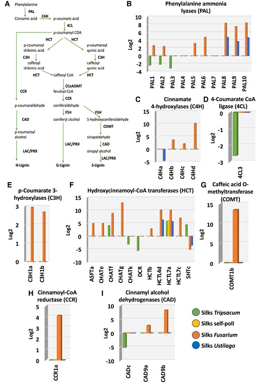 Genes involved in monolignol biosynthesis are highly upregulated after F. graminearum infection in maize silks. A) Overview of the H-/G-/S-monolignol biosynthesis pathway including products, educts, and respective enzymes. PALs, cinnamate 4-hydroxylases (C4H), 4-coumarate CoA ligases (4CL), hydroxycinnamoyl-CoA transferases (HCT), p-coumarate 3-hydroxylases (C3H), Caffeoyl-CoA 3-O-methyltransferase (CCoAOMT), cinnamoyl-CoA reductases (CCR), ferulate 5-hydroxylase (F5H), caffeic acid O-methyltransferases (COMT), CADs, LAC, peroxidase (PRX), syringyl (S), guaiacyl (G), and p-hydroxyphenyl (H) lignin. Expression pattern of monolignol biosynthesis genes in maize silks including genes encoding B) PAL, C) C4H, D) 4CL, E) C3H, F) HCT, G) COMT, H) CCR, and I) CAD.