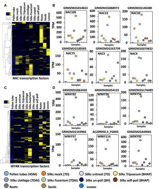 NAC and especially WRKY transcription factor genes are induced after fungal infection in maize silks. A) Heat map displaying induction of NAC transcription factor genes in maize silks at indicated conditions. B) Transcript per million reads (TPMs) of selected NAC transcription factor genes. C) Heat map displaying induction of WYRK transcription factor genes in maize silks at indicated conditions. D) TPMs of selected WYRK transcription factor genes indicate high induction especially after F. graminearum infection.