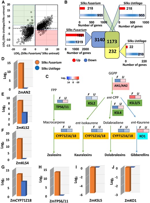 Activation of the defense system in maize silks to inhibit fungal growth. A) Scatter plot representing the log2 for all DEGs in the maize silks infected with F. graminearum (x axis) vs. infected with U. maydis (y axis) and B) comparison of corresponding DEGs. C) Overview of the biosynthetic pathway of diterpenoids (zealexins, kauralexins, and dolabralexins), major components of the maize defense system, and the growth hormone GA. Class I diTPSs are shown in pink, Class II diTPSs in green, and P450 enzymes in orange and cyan, respectively. Heat map represent pattern of expression being red high expression and blue low expression. Geranylgeranyl diphosphate (GGPP), ent-CPP, F. graminearum (F), and U. maydis (U). Fold change expression analysis of the various diterpenoid biosynthesis enzyme genes, namely D)ent-CPP synthase (AN2), E)ent-kaurene synthase2 (KSL2), F)ent-kaurene synthase4 (KSL4), G) cytochrome P450 monooxygenase (CYP71Z18), H) diTPSs (TPS6/11), I)ent-kaurene synthase5 (KSL5), and J)ent-kaurene oxidase (KO1).