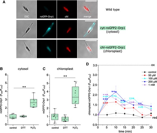 Measurement of H2O2 in the cytosol and chloroplast using roGFP2-Orp1. A) Epifluorescent microscopy images of P. tricornutum cells expressing the fluorescent H2O2 reporter roGFP2-Orp1 in the cytosol (middle panel) and chloroplast (lower panel), compared to wild type cells (upper panel). DIC = differential interference contrast, chl = chlorophyll autofluorescence. Bar = 10 µm. B) Determination of cytosolic roGFP2-Orp1 fluorescence ratio (F400/F470) when fully oxidized (1 mm H2O2) or fully reduced (1 mm dithiothreitol, DTT). Measurements were taken using a fluorescent plate reader after treatment had been applied for 5 min. ** = mean value is significantly different from control, P < 0.01 (one-way ANOVA, Tukey post hoc). n = 8 replicates. C) Determination of chloroplast roGFP2-Orp1 fluorescence ratio after treatment with 1 mm H2O2 or 1 mm DTT. n = 8 replicates. D) Time course of chloroplast H2O2 after addition of exogenous H2O2. Chloroplast roGFP2-Orp1 fluorescence ratio was measured at 5 min intervals using a plate reader assay. ** indicates mean values are significantly different from control at each time point, P < 0.01 (one-way ANOVA, Tukey post hoc). n = 8 replicates, error bars represent Se. Dotted lines indicate mean F400/F470 for fully oxidized and fully reduced probes.
