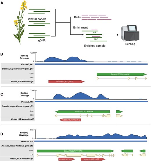 Overview of Brassica napus NLRome refinement using RenSeq and examples of wrongly annotated NLRs in the Westar canola genome. A) Schematic representation of the RenSeq workflow followed in this study. Genomic DNA (sDNA) from Westar canola was enriched for NLRs using a customized NLR RNA bait-library. The enriched sample was sequenced using the Illumina NovaSeq 6000 platform. Scheme created using Biorender. B) Example of NLR on chromosome A02 missed in reference annotation file with high RenSeq coverage and predicted by NLR-Annotator. C) A clubroot resistance gene model, Crr1a allele on chromosome A08 is wrongly annotated in the reference annotation file with high RenSeq coverage and predicted by NLR-Annotator. D) Example of two NLRs annotated as a unique NLR on chromosome A02 in the reference annotation file. In panels B to D, CDS stands for coding sequence. Blue indicates RenSeq coverage, green represents the originally annotated gene, beige denotes the CDS, and red highlights the newly reannotated NLRs.