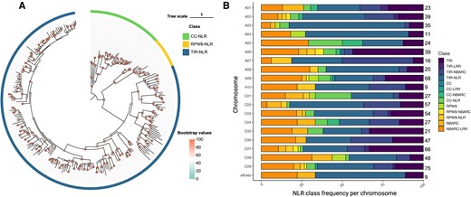 Phylogeny of Westar full NLRs and frequency of NLR classes in genomes A and C of Westar canola. A) Phylogenetic relationship among the 287 full NLRs in the Westar genome. The maximum likelihood phylogenetic tree was constructed based on NBARC domain sequences with 1000 bootstrap replicates, and JTT + F + R8 model was chosen was estimated to be the best model. The phylogenetic tree is visualized by tvBOT (Xie et al. 2023). Clades with 3 colors represent different types of full NLRs including CC-NLR, RPW8-NLR, and TIR-NLR, and the bootstrap value of each sublineage is shown by dot with different colors. B) Bar chart showing the percentage of different NLR classes in each chromosome and the scaffolds after reannotation of the Westar canola NLRome. The total number of NLRs on the 19 chromosomes and the scaffolds is also presented.