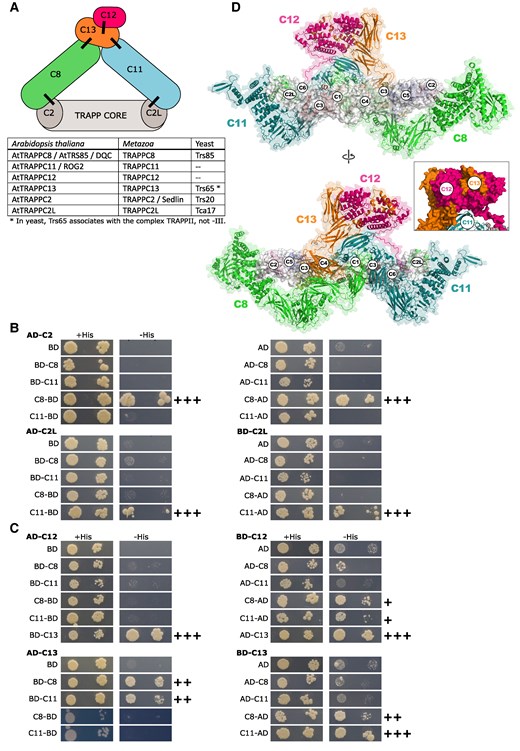 Overall architecture of A. thaliana TRAPPIII. A) Schematic depiction of relations between TRAPPIII subunits and nomenclature of subunits between kingdoms. Interactions confirmed by the Y2H assay are indicated with black lines. Subunit coloring as in D). B and C) Binary interactions between selected TRAPP subunits assayed using the yeast Y2H system. For each panel, one hybrid protein is indicated above the panel and the other to the left. Abbreviations used: AD, Gal4-activation domain; BD, Gal4 DNA-binding domain. The names of TRAPP subunits are shortened to subunit numbers. +His marks control plates, −His are test plates showing reporter activation. Interactions scored as positive (when compared with the relevant control interactions) are indicated by plus signs next to the images: +++ strong growth at highest dilution, ++ medium growth at highest dilution, +small colonies at highest dilution. B) Interactions of TRAPPC8 and TRAPPC11 with the adaptor subunits TRAPPC2 and TRAPPC2L. C) Interactions of TRAPPC12 and TRAPPC13 with each other and with the large subunits TRAPPC8 and TRAPPC11. D) Theoretical structural model of full TRAPPIII from A. thaliana. The names of TRAPP subunits are shortened to subunit numbers.