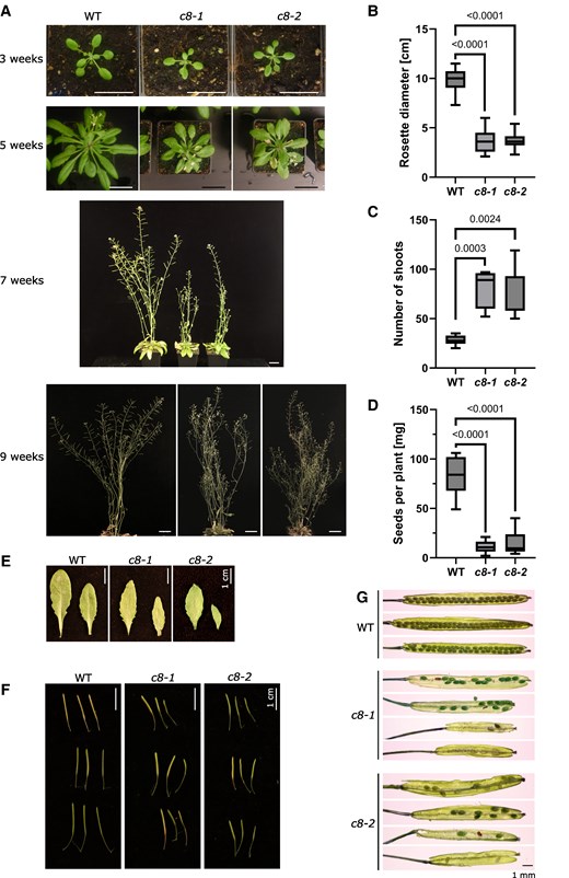 Phenotypic analysis of the mutant lines trappc8-1 and trappc8-2. A) Overall morphology of WT and mutant plants cultured in soil. Scale bars: 3 cm. B) Quantification of rosette size of 5-wk-old plants. 20 plants were measured for each genotype. For B–D): The box-and-whiskers plots show min to max values with median indicated and with whiskers representing the 25th and 75th percentile, P-values of unpaired t-tests with Welch's correction are indicated on the graphs. C) Quantification of total number of shoots (primary and secondary) of 9-wk-old plants. —Six to 7 plants were scored for each genotype. D) Quantification of amount of seeds produced per plant. The seeds of 8 to 14 individual plants were weighed for each genotype. E) Representative rosette leaves from 7.5-wk-old plants of the indicated genotypes. F) For 3 representative plants each, 3 mature but unopened siliques were photographed. G) The siliques shown in panel F were opened and photographed, representative examples are shown. The 1-mm scale bar is applicable to all images in panel G). WT, wild-type; c8-1, trappc8-1; c8-2, trappc8-2.