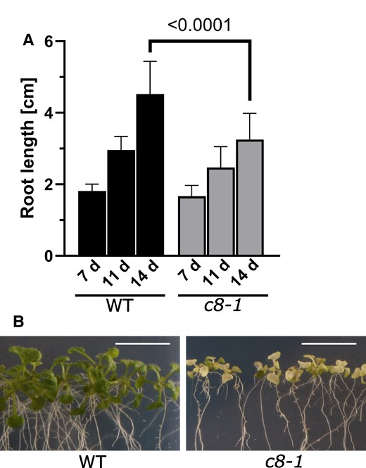 Phenotypes of trappc8-1 mutant seedlings cultured on agar plates. A) Seedlings were cultured on vertical agar plates (1/2 MS) and photographed at 7, 11, and 14 d after sowing. Root length was measured using ImageJ. In total, 39 to 40 seedlings were measured for each time point. Mean values and standard deviations are shown. The P-value of an unpaired t-test with Welch's correction is indicated on the graph. B) After 21 d of growth, mutant seedlings show premature leaf bleaching. Scale bars: 1 cm. WT, wild-type; c8-1, trappc8-1.