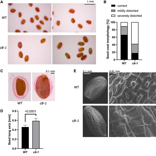 trappc8-1 mutant plants produce abnormal seeds. A) WT and trappc8-1 seeds were imbibed, stained with ruthenium red, and viewed under the microscope. Scale bar applies to all images in A). B) Quantification of mucilage coat morphology. Approx. 80 seeds per line were manually assigned to 3 coat morphology categories: correct—the coat fully covers the seed, mildly distorted—the coat thins out/loses continuity in one spot, severely distorted—more parts of the seed are coatless. C) Close-up view of seeds from A). Scale bar applies to both images in C). Mutant seeds are larger and misshaped. D) Quantification of seed size. The same seeds as scored in B were measured (length of long axis) using ImageJ. Mean values and standard deviations are shown. The P-value of an unpaired t-test with Welch's correction is indicated on the graph. E) SEM images of WT and trappc8-1 seeds. Scale bars apply to both upper and lower images. Aberrant morphology of the seed coat epidermal cells is visible. WT, wild-type; c8-1, trappc8-1.