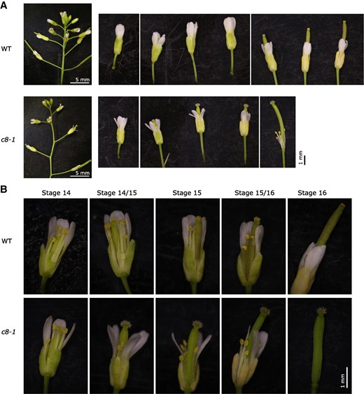 trappc8-1 mutant plants have defective flower development. A) A representative inflorescence is shown for WT and trappc8-1 plants. Note the kinked stem growth of the mutant. To the right, all flowers of the particular inflorescences are shown, starting from the first flower with visible petals. The 1-mm scale bar applies to all images of individual flowers. The protruding pistil of the mutant flowers is visible. B) Close-up of flowers from panel A. The 1-mm scale bar applies to all images in this panel. Flower development stages as defined by Smyth et al. (1990) are indicated. WT, wild-type, c8-1, trappc8-1.