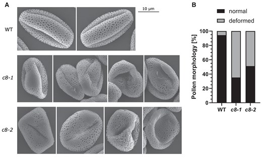 Trappc8 mutant flowers produce aberrant pollen grains. A) SEM images of WT and trappc8 pollen grains. The scale bar applies to all images in this panel. B) Quantification of photographed pollen. In total, 130 to 170 grains were scored per genotype.