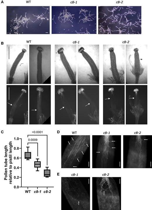 Trappc8 pollen tubes are functionally deficient. A) WT and mutant pollen grains were germinated in vitro and photographed. Scale bars: 0.1 mm, applies to all images in this panel. B) WT and mutant pollen grains were placed manually on emasculated WT pistils, allowed to germinate for 10 h, fixed, stained with aniline blue, and viewed under the microscope. Arrows mark the furthest reaching pollen tube for each pistil shown. Scale bars: 1 mm, apply to all images in this panel. C) Quantification of experiment shown in B). For each line, 8 to 9 pistils were scored. Min to max values are shown with median indicated and with whiskers representing the 25th and 75th percentile. P-values of unpaired t-tests with Welch's correction are indicated on the graph. D) Close-up views of representative stained pistils. Arrows mark instances where a pollen tube can be seen turning toward an ovary. Scale bars: 0.1 mm. E) Examples of mutant pollen tubes growing chaotically inside the pistils are marked with arrows. Scale bars: 0.1 mm. WT, wild-type; c8-1, trappc8-1; c8-2, trappc8-2.