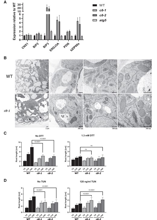 trappc8 mutants display a constitutive ER stress response and changed sensitivity to ER stress agents, but no changes in ER morphology. A) RNA extracted from seedlings of the indicated genotypes grown for 2 weeks in a liquid medium was used for RT-qPCR with primers detecting 6 UPR marker transcripts. Three biological replicates were performed, mean values and standard deviations are shown. B) Seven-day-old seedlings cultured on plates were fixed and root sections were visualized by TEM. Representative images at increasing magnification are shown. Black arrows point to examples of small, rounded vacuoles visible in the mutant cells (lower leftmost panel), white arrowheads point to ER cisternae (rightmost panels). Scale bars: 2 µm for leftmost panels, 500 nm for other panels. C and D) WT and trappc8 seeds were sowed on plates containing the indicated concentrations of DTT or TUN in the growth medium. Seedlings (22 to 32 for the DTT experiment, 28 to 30 seedlings per genotype for the TUN experiment) were photographed after 7, 11, and 14 days of growth, and root length was measured using ImageJ. Mean values with standard deviations are shown. The values given on the graphs are P-values for unpaired t-tests with Welch's correction; ns, nonsignificant (P-value above 0.05). WT, wild-type, c8-1, trappc8-1, c8-2, trappc8-2.