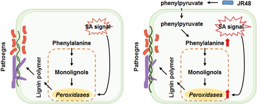 Proposed model illustrating JR48-induced plant resistance (adapted from Li et al. (2024) Figure 7D). Left panel: In the absence of JR48 during a pathogen attack, plants depend on SA signaling to induce peroxidase expression and lignification-mediated resistance. Right panel: With JR48 pretreatment, JR48-generated phenylpyruvate replenishes phenylalanine-dependent lignin biosynthesis and amplifies SA signaling, further boosting peroxidase expression and lignification. This dual mechanism significantly enhances resistance against pathogens.