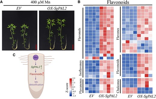Growth of OX-SpPAL2 overexpression stylo lines with enriched flavonoid accumulations and a conceptual diagram of SpPAL2 regulation for Mn detoxification. A) Effects of SpPAL2 overexpression on stylo growth under excess Mn treatment. The transgenic stylo plants, with empty vector control (EV) and SpPAL2 overexpression (OX-SgPAL2), were grown in Hoagland culture solution containing 400 µM MnSO4 (pH 5.0) for 14 days. Bar = 4 cm. B) Heatmap analysis of differentially accumulated metabolites (DAMs) associated with flavonoids in transgenic hairy roots regulated by SgPAL2 overexpression. Four biological replicates of transgenic plants were included in the experiment (modified from Wang et al. (2025)). C) The simplified conceptual diagram representing the SpPAL2-regulated flavonoid functions in Mn detoxification in stylo roots.