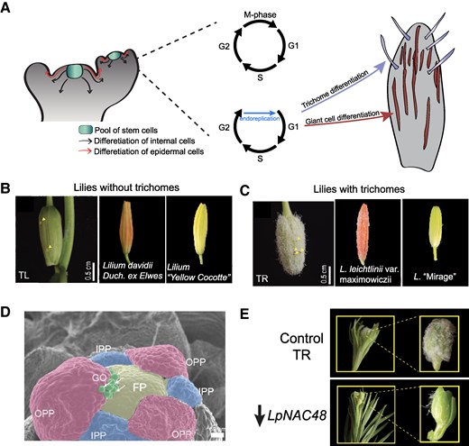 Trichomes as a model to understand cell differentiation in plants. A) Differentiation trajectories in plants are defined by the initial location of the mother stem cell. Differentiation trajectories could follow internal and epidermal lineages. Trichomes are defined by epidermal undifferentiated cells. B) TL and other lilies varieties without trichomes in their sepals. C) TR and other lilies varieties with trichomes in their sepals. D) Trichomes are initiated during sepals are elongating. GO, globular outgrowth; OPP, outer perianth primordium. E) LpNAC48 regulates trichome formation. B to E images were obtained from Xin et al. 2025.