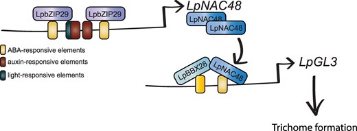 Proposed gene regulatory network behind trichome formation in lilies. LpbZIP29 TF binds to ABA-responsive elements to promote the upregulation of LpNAC48. Then, LpNAC48 binds to cis-regulatory elements in the promoter of LpGL3, a key player behind trichome formation.