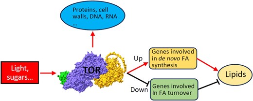 Model of TOR-dependent regulation of plant lipid metabolism. TOR is activated by light and sugar signals and regulates plant lipid metabolism by promoting the expression of genes in de novo fatty acid synthesis and suppressing fatty acid turnover genes. Transcriptional analysis shows that TOR extends its regulation beyond the biosynthesis of proteins, cell wall components, and nucleic acids. The AlphaFold 3 model of TOR complex is depicted and consists of TOR core protein (in purple), LST8 subunit (Lethal with SEC13 protein 8-1, in green) and regulatory protein RAPTOR1B (Regulatory-associated protein of TOR 1B, in yellow). Picture adopted from Liu et al. (2025).