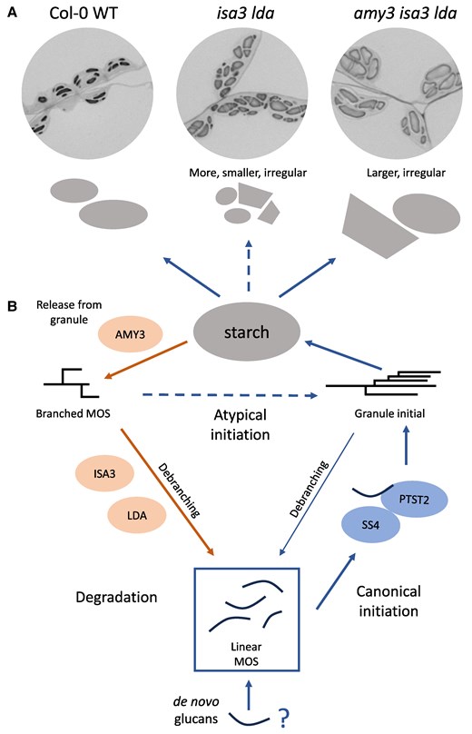 A) Diagrams and light microscopy images of WT and mutant Arabidopsis leaf starch granules at the end of the light period, starch stained with toluidine blue, reproduced from Heutinck et al. (2024). B) Schematic of granule initiation and degradation pathways, starting from a pool of MOS that can come from de novo primers or as products of starch initiation or degradation pathways. Blue arrows = initiation, orange arrows = degradation. Dashed arrows = atypical initiation.