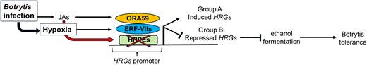 Convergence of hypoxic and defense responses in Arabidopsis. Botrytis infection induces JA accumulation and limits oxygen availability (hypoxia) at the site of infection. Low oxygen activates the expression of HRGs via ERF-VIIs transcription factors. Concurrently, increased JA levels activate defense mechanisms and ORA59 activity. The interaction between ORA59 and ERF-VIIs inhibits expression of most HRGs (group B) including those associated with ethanolic fermentation. Only a few (15 out of 49) HRGs are expressed (Group A). The repression of group B HRGs is partly associated with high levels of JA that reduce the binding of ERF-VIIs to HRPEs in the HRGs. The inhibition of ethanol production increases plant tolerance to Botrytis.